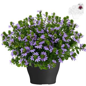 Afbeelding van Scaevola TP26 Bleu